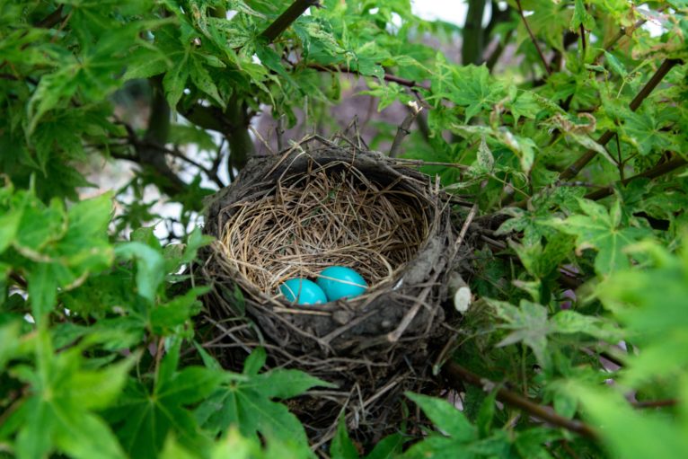 Eggs in a bird nest